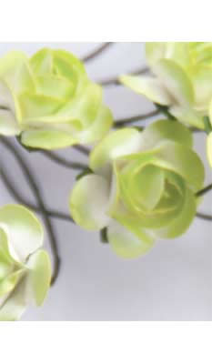 Zva Creative - Bulk Flowers  Sweet Rose 72 stems 35mm  Lime  (sold individually)