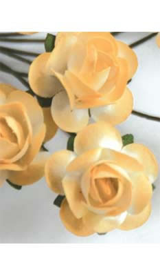 Zva Creative - Bulk Flowers  Sweet Rose 72 stems 35mm  Peach  (sold individually)