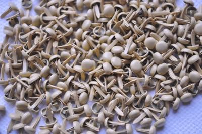 Aussie Scrap Source - 4mm Painted Brads - Butter  (pack of 500)